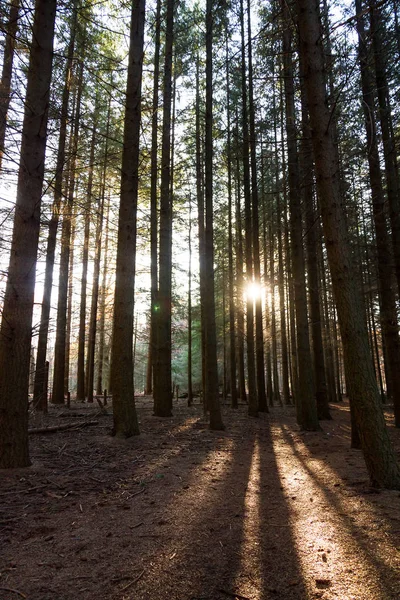 Bela Manhã Nascer Sol Outono Floresta Speulder Holanda Com Folhas — Fotografia de Stock