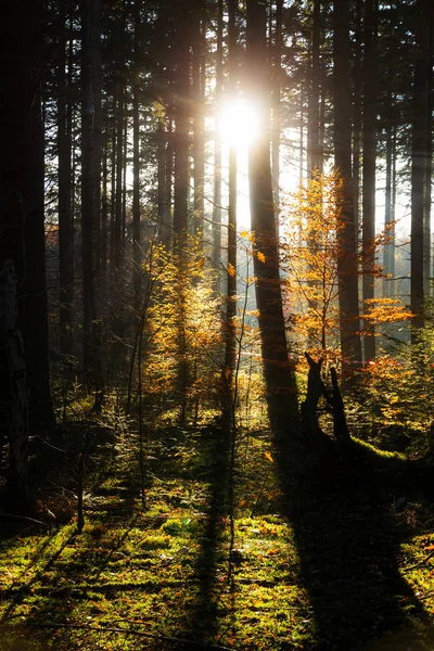 네덜란드의 숲에서 가을의 아름다운 — 스톡 사진