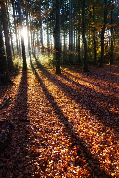 Bela Manhã Nascer Sol Outono Floresta Speulder Holanda Com Folhas — Fotografia de Stock