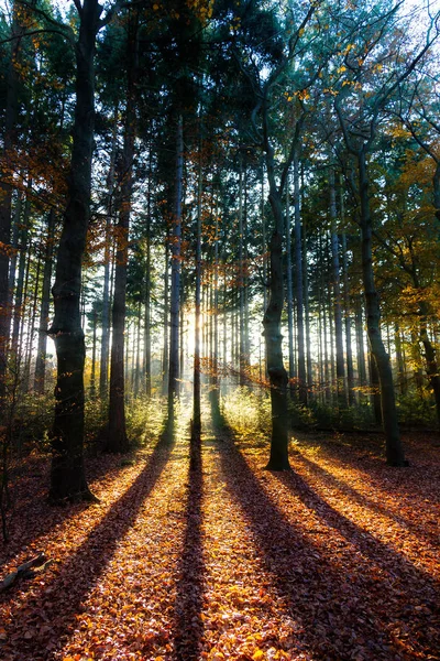 Hermoso Amanecer Mañana Otoño Bosque Speulder Los Países Bajos Con —  Fotos de Stock