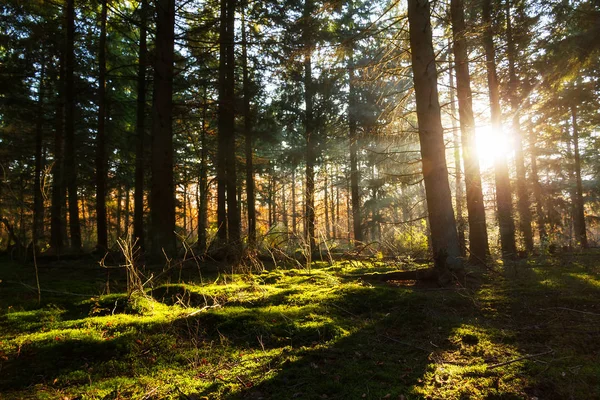 Bela Manhã Nascer Sol Outono Floresta Speulder Holanda Com Folhas — Fotografia de Stock