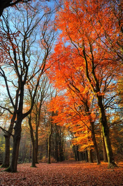 Hermoso Otoño Bosque Speulder Los Países Bajos Con Hojas Colores —  Fotos de Stock