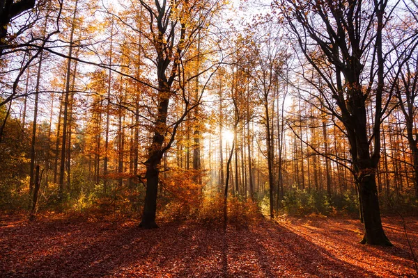 Vakker Morgensoloppgang Høsten Speulder Skogen Nederland Med Fargerike Blader – stockfoto