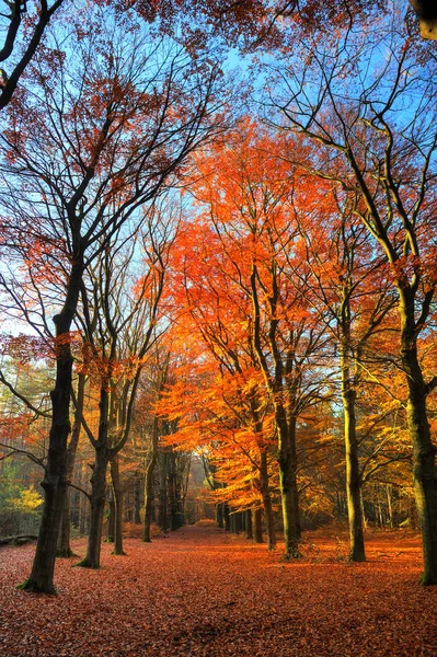Belo Outono Floresta Speulder Holanda Com Folhas Coloridas Vibrantes — Fotografia de Stock