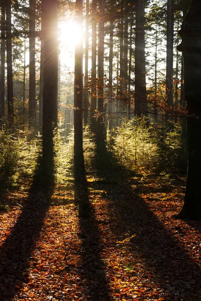 Hermoso Amanecer Mañana Otoño Bosque Speulder Los Países Bajos Con —  Fotos de Stock