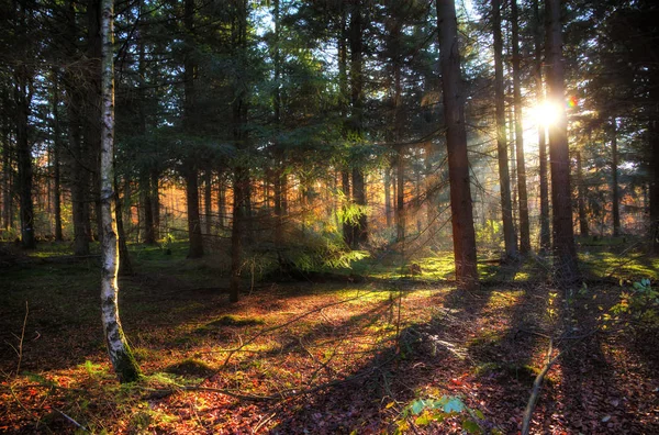 Nascer Sol Manhã Bonito Outono Floresta Spanderswoud Nos Países Baixos — Fotografia de Stock