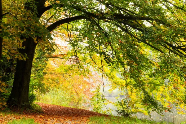 Όμορφο Φθινόπωρο Δάσος Στο Εθνικό Πάρκο Hoge Veluwe Στην Ολλανδία — Φωτογραφία Αρχείου