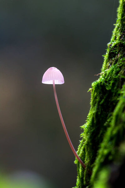 Small toadstool on a mossy tree in het :damse bos (Amsterdam wood) in the Netherlands
