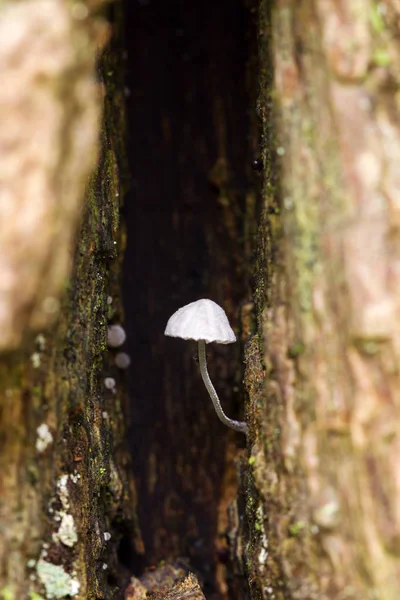 阿姆斯特丹森林 Amsterdamse Bos 一棵树后备箱里的小蘑菇 — 图库照片