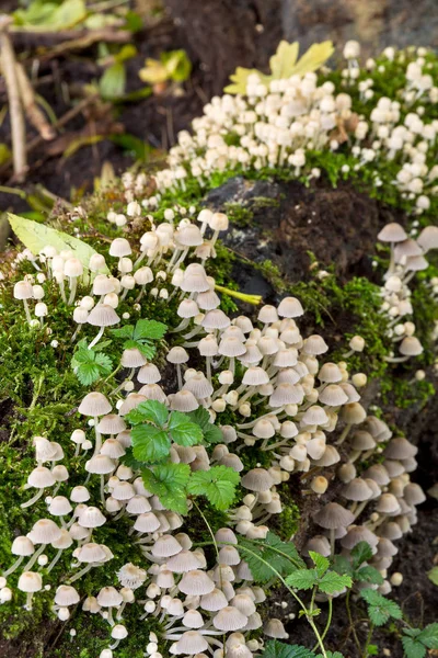 Monte Pequenos Toadstools Tronco Outono Het Amsterdamse Bos Madeira Amsterdã — Fotografia de Stock