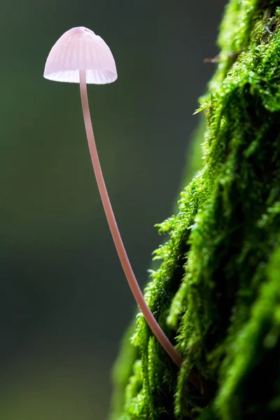 Small Toadstool Mossy Tree Het Damse Bos Amsterdam Wood Netherlands — стоковое фото