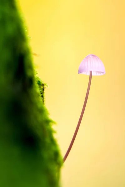 荷兰阿姆斯特丹森林 Het Amsterdamse Bos 的一棵苔藓丛生的树上的小毒凳 — 图库照片