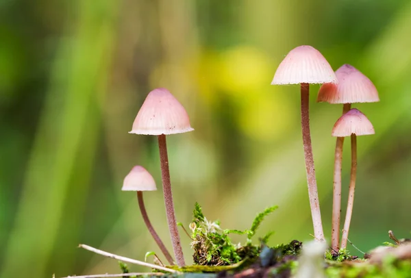 Taburete Pequeño Sobre Musgoso Árbol Het Amsterdamse Bos Amsterdam Wood — Foto de Stock