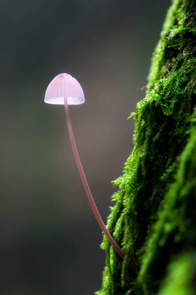 Pequeno Tamborete Uma Árvore Musgosa Het Amsterdamse Bos Madeira Amsterdã — Fotografia de Stock