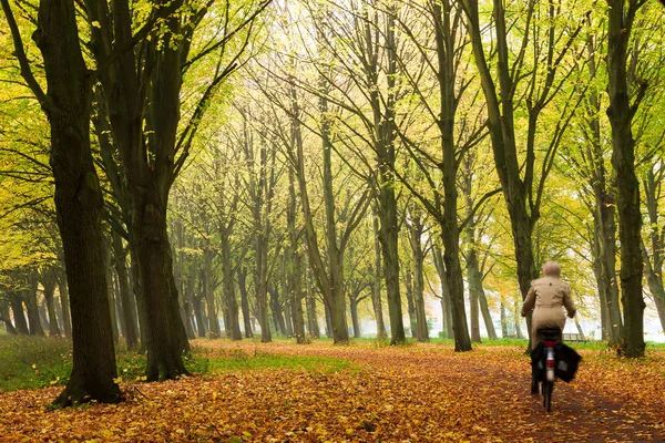 Красивый Осенний Лес Национальном Парке Hoge Veluwe Нидерландах — стоковое фото