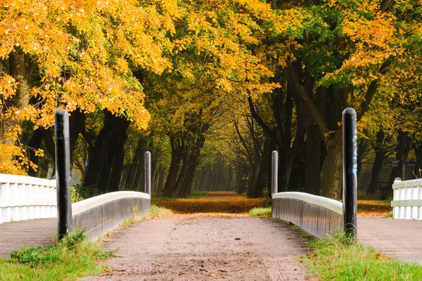 Beautiful Autumn Forest National Park Hoge Veluwe Netherlands — Stock Photo, Image