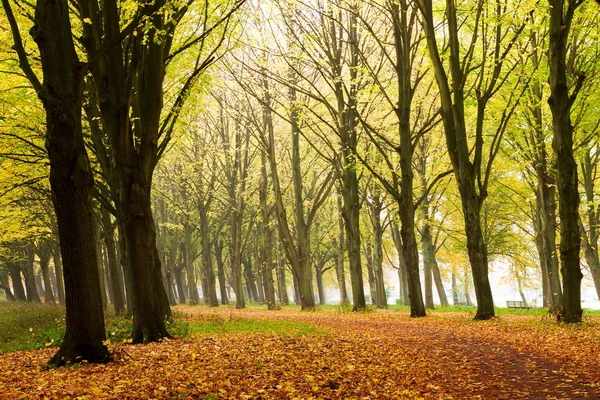 Bela Floresta Outono Parque Nacional Hoge Veluwe Nos Países Baixos — Fotografia de Stock