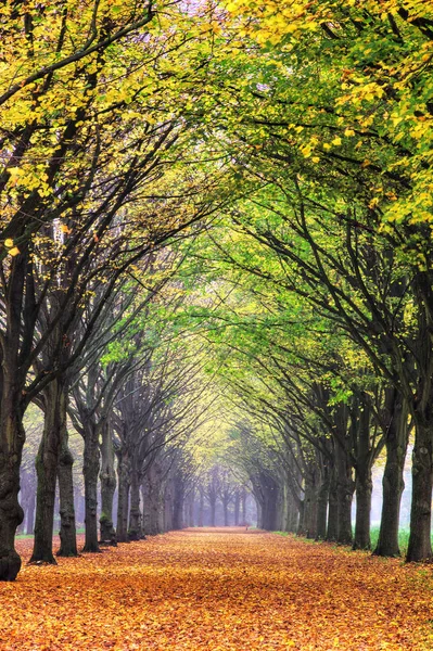 Beautiful Lane Autumn Forest Netherlands Vibrant Colored Leaves — Stock Photo, Image