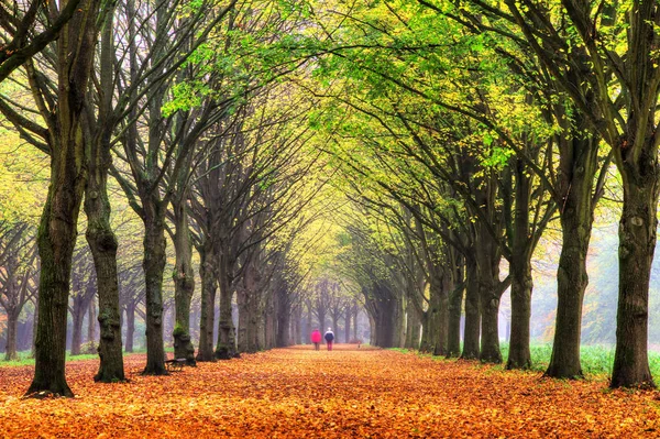 Mooie Laan Herfst Het Bos Nederland Met Levendige Gekleurde Bladeren — Stockfoto