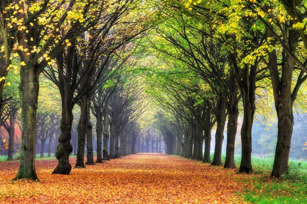 Beautiful Lane Autumn Amsterdam Forest Amsterdamse Bos Netherlands Vibrant Colored — Stock Photo, Image