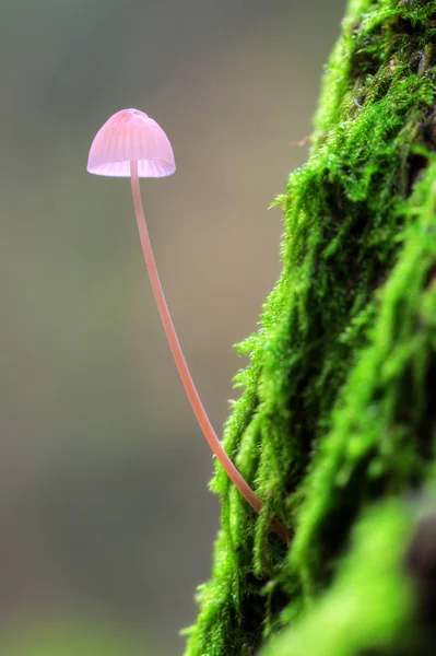 Pequeno Tamborete Uma Árvore Musgosa Het Amsterdamse Bos Madeira Amsterdã — Fotografia de Stock