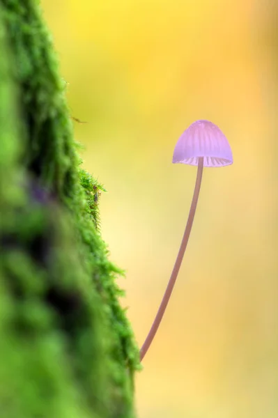 荷兰阿姆斯特丹森林 Het Amsterdamse Bos 的一棵苔藓丛生的树上的小毒凳 — 图库照片