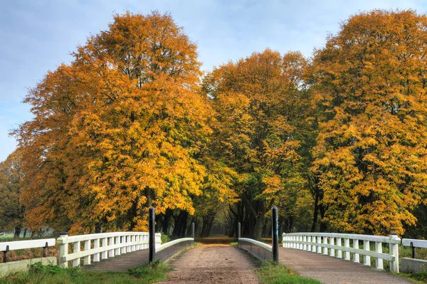 Beautiful autumn forest in national park 'De hoge Veluwe' in the Netherlands