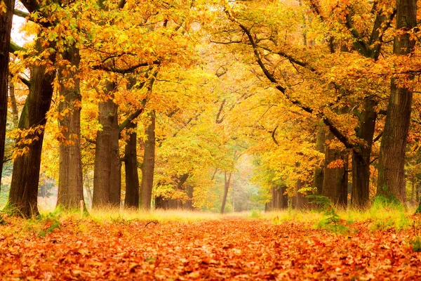 Beautiful Autumn Forest National Park Hoge Veluwe Netherlands — Stock Photo, Image