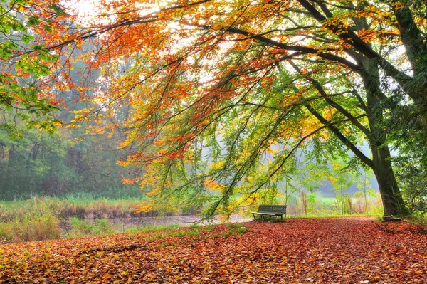 Vakker Høstskog Nasjonalparken Hoge Veluwe Nederland – stockfoto