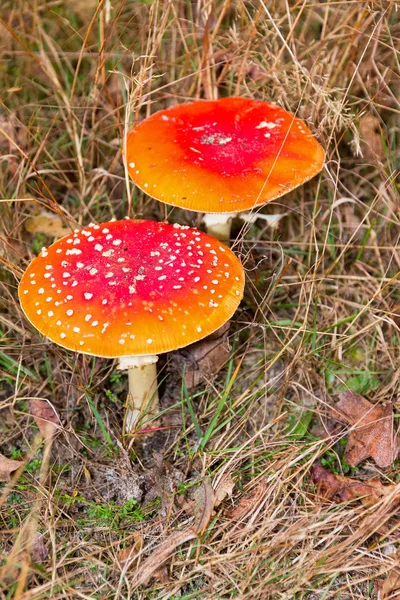 Red White Spotted Fly Agaric Amanita Muscaria Otoño — Foto de Stock