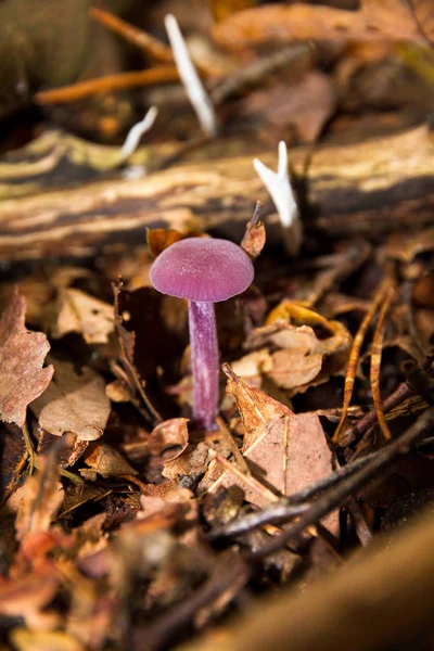 Малый Фиолетовый Amethyst Deceiver Laccaria Amethystina Осенью Национальном Парке Hoge — стоковое фото