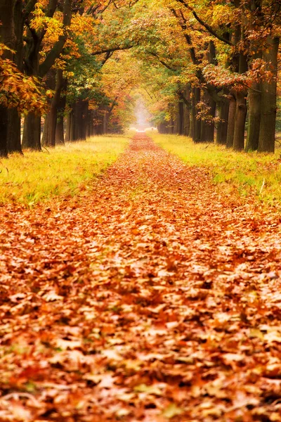 Bella Foresta Autunnale Nel Parco Nazionale Hoge Veluwe Nei Paesi — Foto Stock