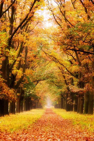 Vakker Høstskog Nasjonalparken Hoge Veluwe Nederland – stockfoto