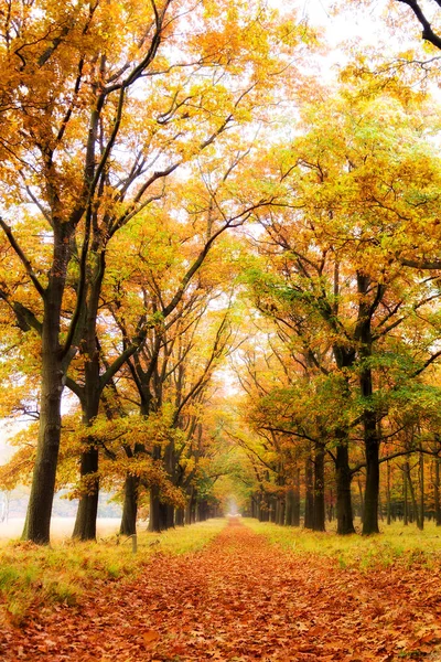 Beautiful Autumn Forest National Park Hoge Veluwe Netherlands — Stock Photo, Image