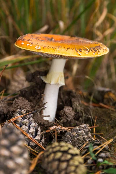 Κόκκινο Λευκό Κηλίδες Μύγα Agaric Amanita Muscaria Φθινόπωρο — Φωτογραφία Αρχείου