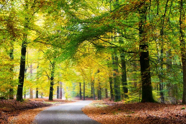 Hutan Musim Gugur Yang Indah Taman Nasional Hoge Veluwe Belanda — Stok Foto