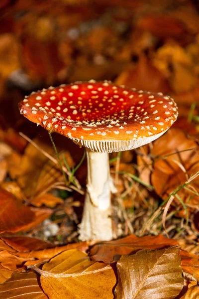 Red White Spotted Fly Agaric Amanita Muscaria Otoño —  Fotos de Stock