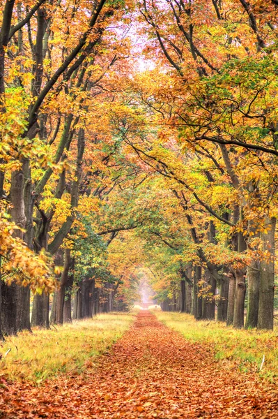 Vakker Høstskog Nasjonalparken Hoge Veluwe Nederland – stockfoto