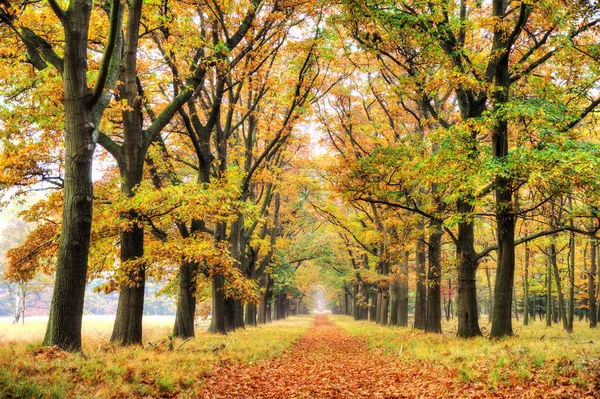 Gyönyörű Őszi Erdő Hoge Veluwe Nemzeti Parkban Hollandiában — Stock Fotó