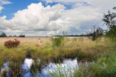 Fochtelorveen 'de göleti olan güzel bir arazi.