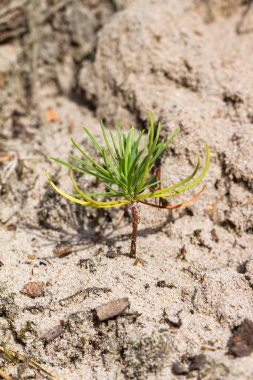 Bahçedeki genç yeşil bitki