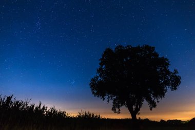 Hollanda 'daki Perseid meteor yağmuru sırasında bir ağaç silueti ve bir sürü yıldızlı gece manzarası.