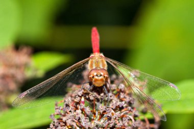 The Common Darter (Sympetrum striolatum), Dragonfly