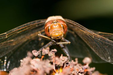 Sıradan bir Darter yusufçuğunun çiçek üzerindeki makro portresi