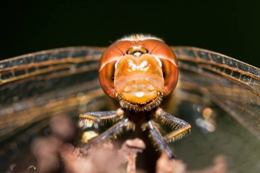 Sıradan bir Darter yusufçuğunun çiçek üzerindeki makro portresi