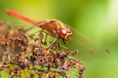 The Common Darter (Sympetrum striolatum), Dragonfly