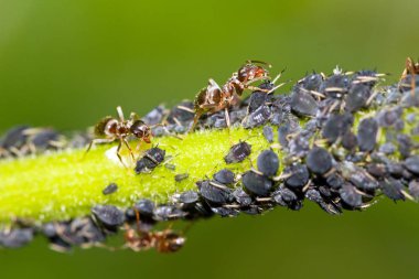 Karıncalar ve Yaprak bitleri (küçük bir bitki özü emen böcek ve süper aile Aphidoidea 'nın bir üyesi. Yeşil bir bitkinin üzerindeki yaygın isimler yeşil sinek ve karasinektir.
