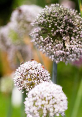 Soğan çiçekli başlıklar, Allium cepa, yazları üzerinde bir sürü böcek olan.