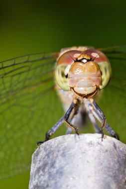 Yaygın Darter (Sympetrum striolatum) yusufçuk mutlu görünüyor