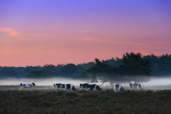 Piękny Wschód Słońca Nad Polem Krowami Wieprzowiny Veluwe Holandii — Zdjęcie stockowe